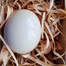 Ou de struț pentru consum 1,300 kg