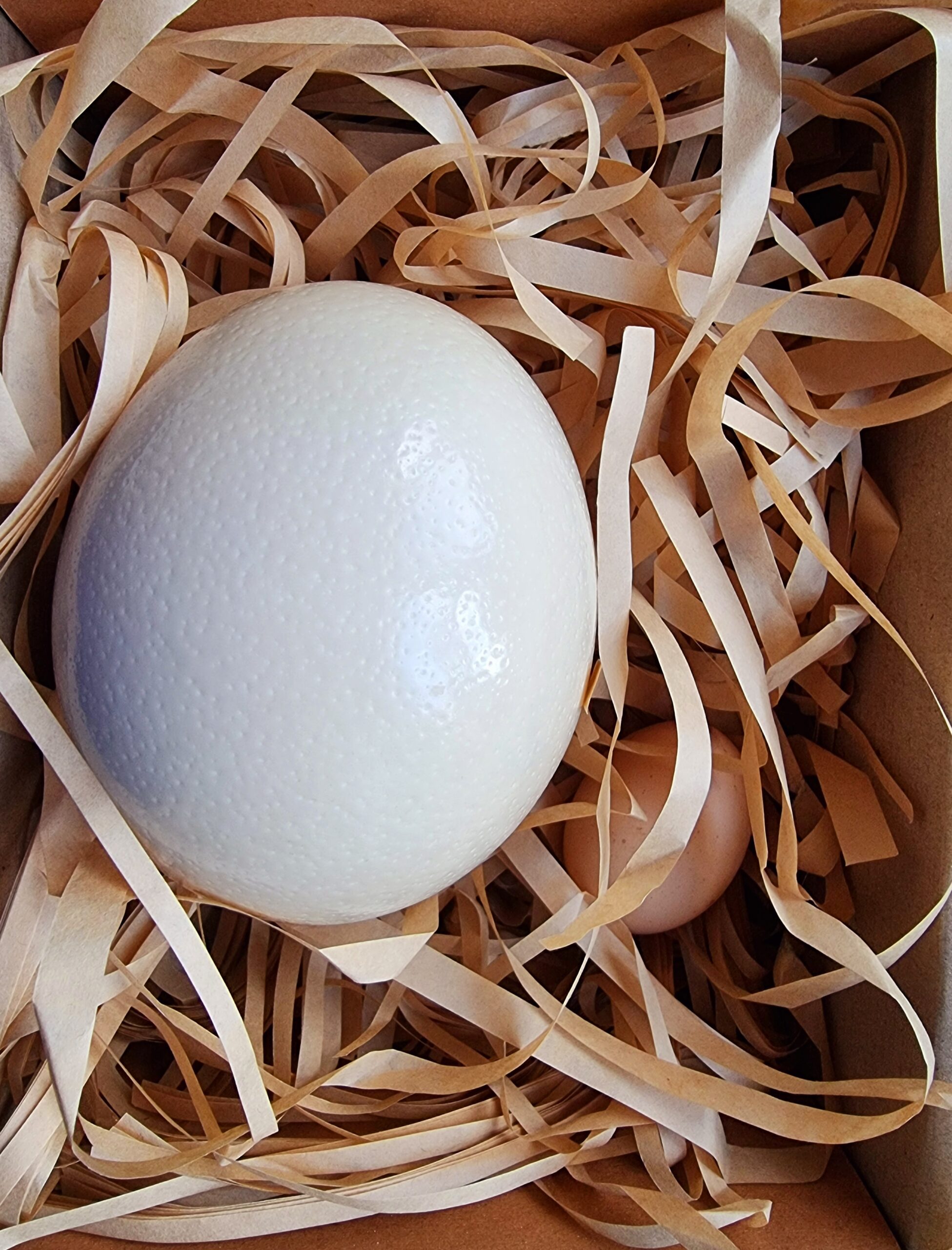 Ou de struț pentru consum 1,300 kg